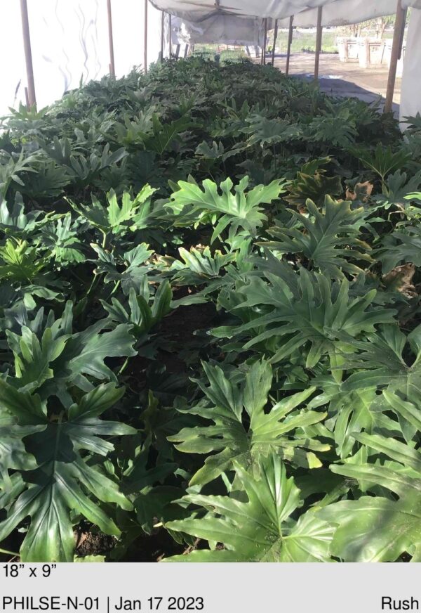 PHILODENDRON selloum