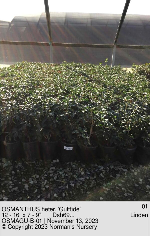 OSMANTHUS heter. 'Gulftide'