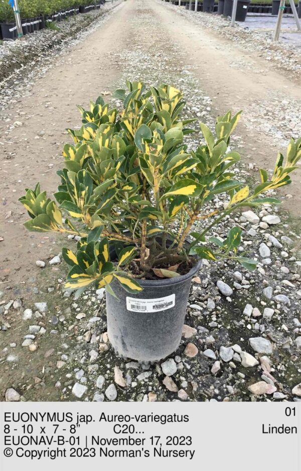 EUONYMUS jap. Aureo-variegatus