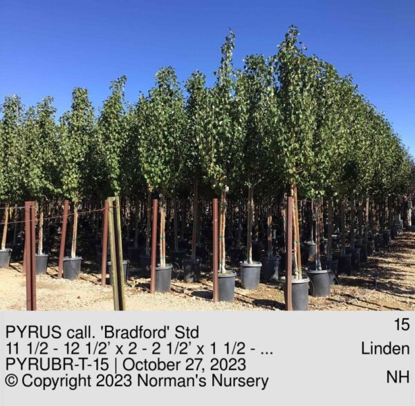 PYRUS call. 'Bradford' Std