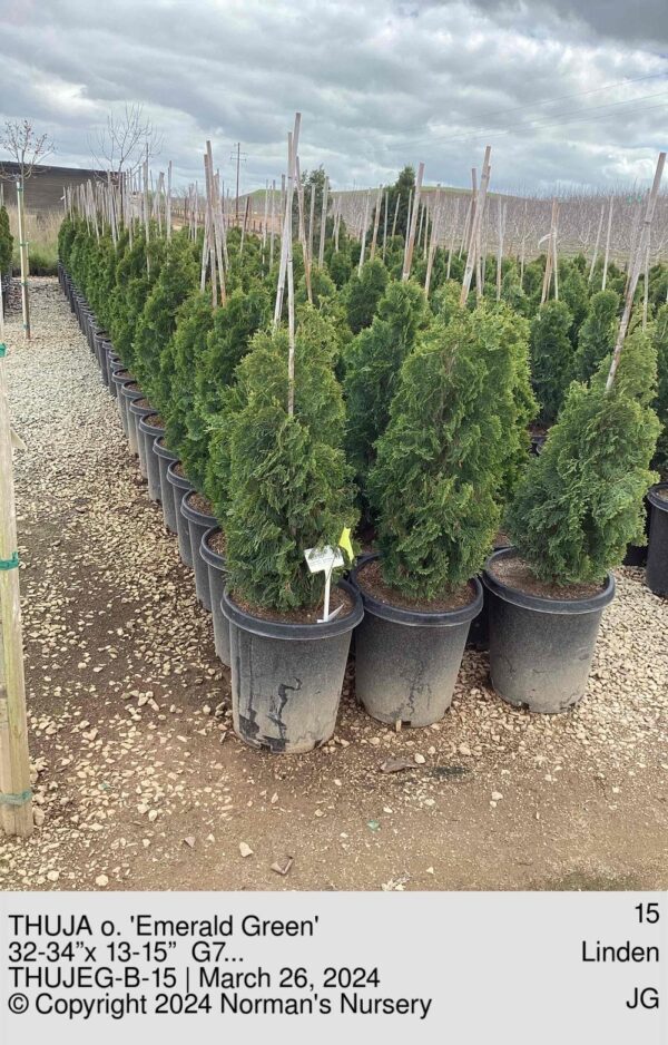THUJA o. 'Emerald Green'