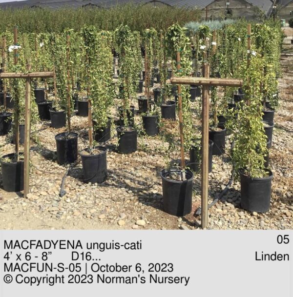 MACFADYENA unguis-cati