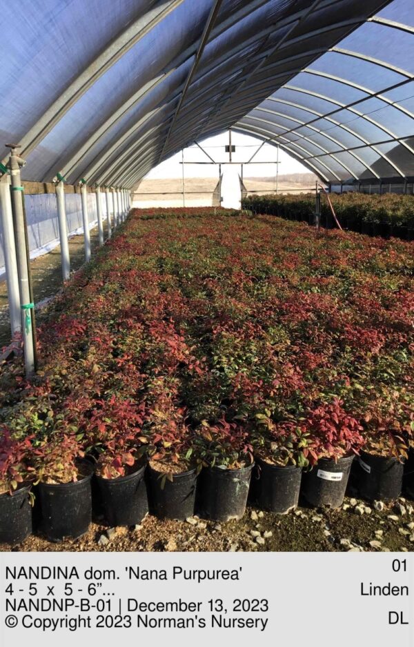 NANDINA dom. 'Nana Purpurea'