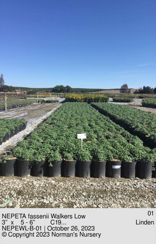 NEPETA fassenii Walkers Low