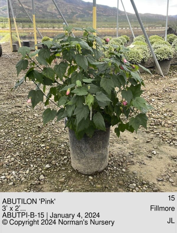 ABUTILON 'Pink'