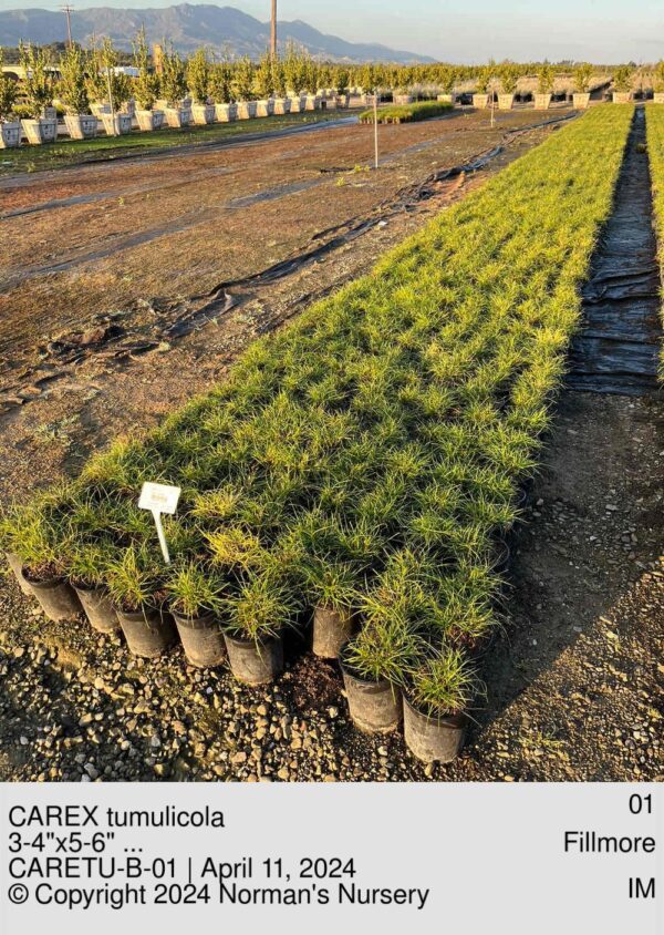 CAREX tumulicola