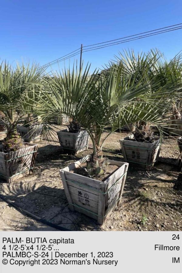 PALM- BUTIA capitata
