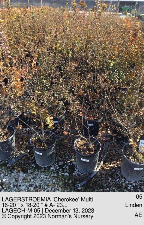 LAGERSTROEMIA 'Cherokee' Multi