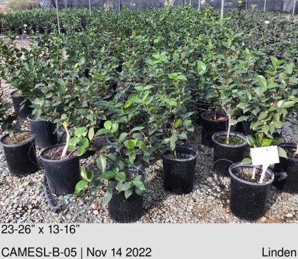 CAMELLIA j. 'Swan Lake'