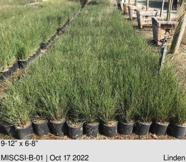 MISCANTHUS sinensis