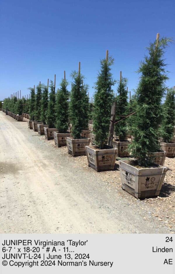 JUNIPER Virginiana 'Taylor'