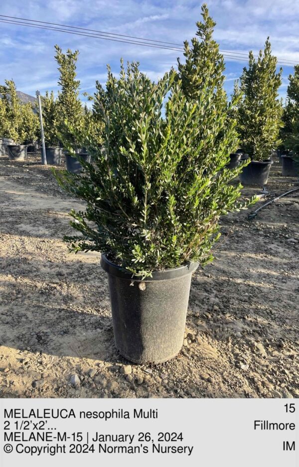 MELALEUCA nesophila Multi
