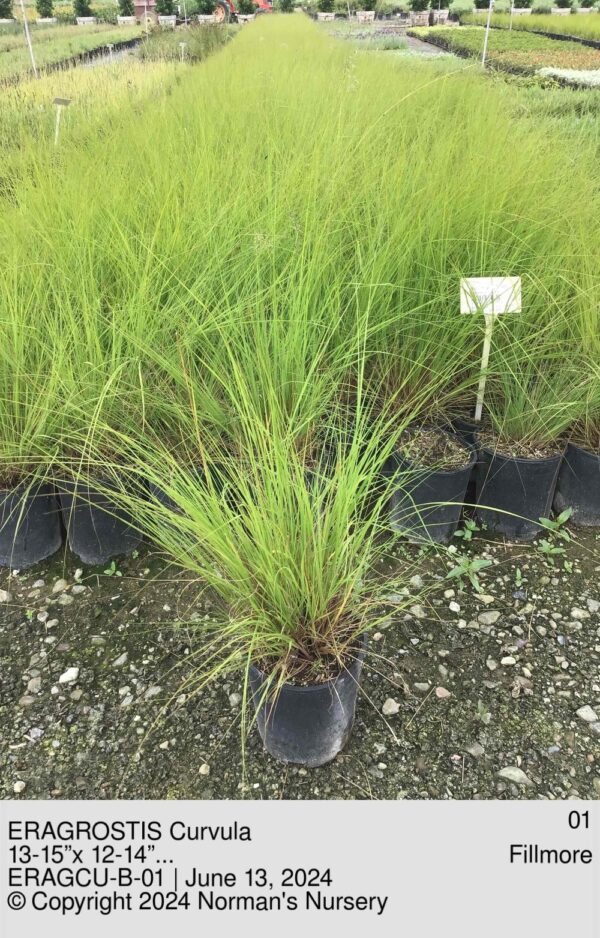 ERAGROSTIS Curvula
