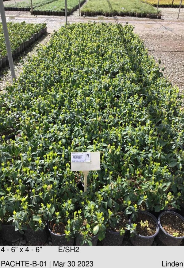 PACHYSANDRA terminalis