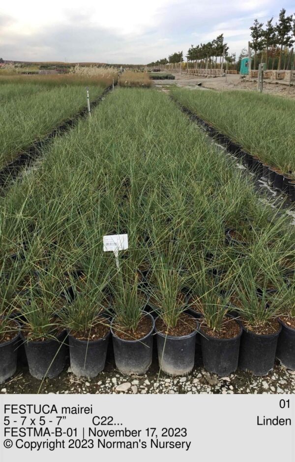 FESTUCA mairei