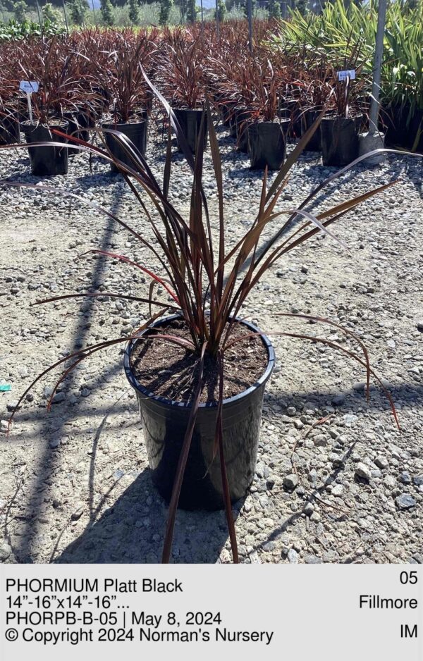 PHORMIUM Platt Black