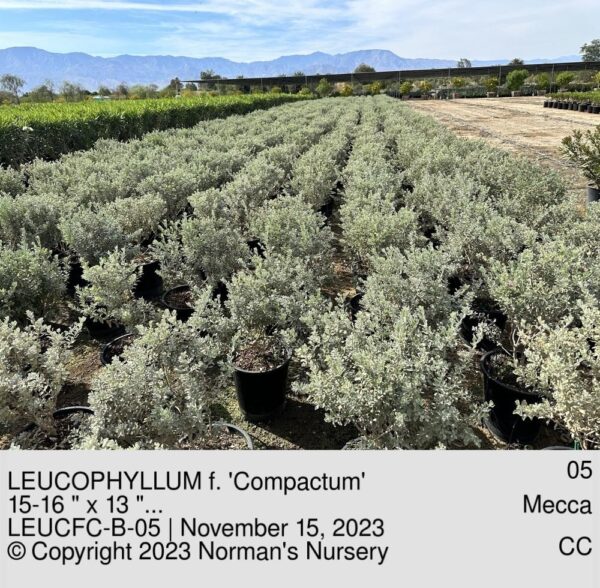 LEUCOPHYLLUM f. 'Compactum'