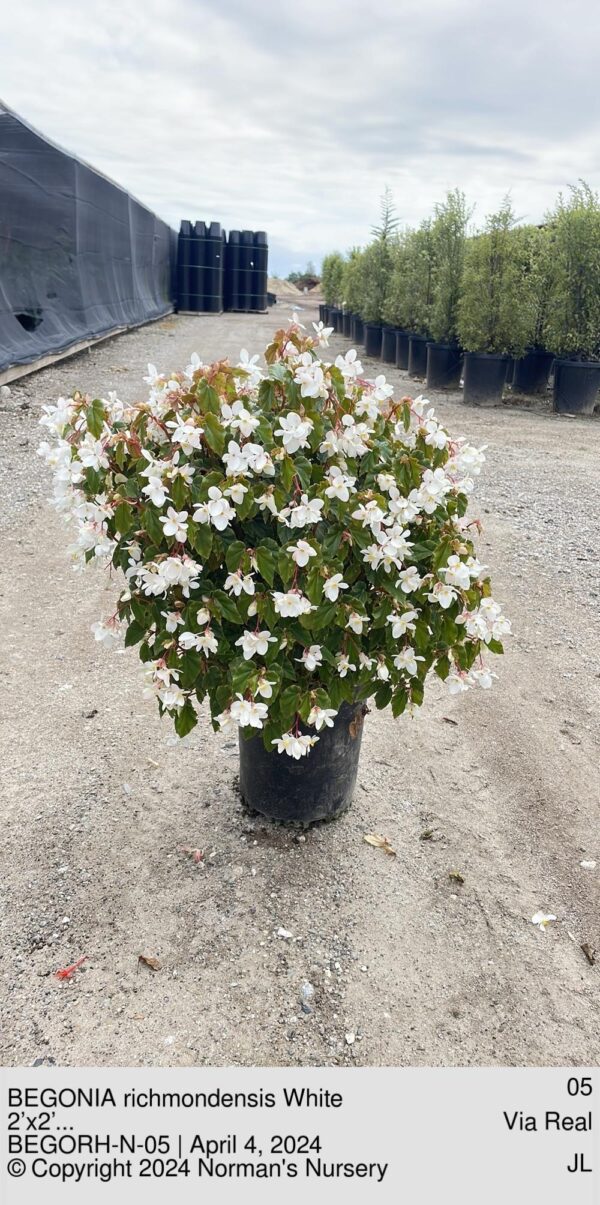 BEGONIA richmondensis White
