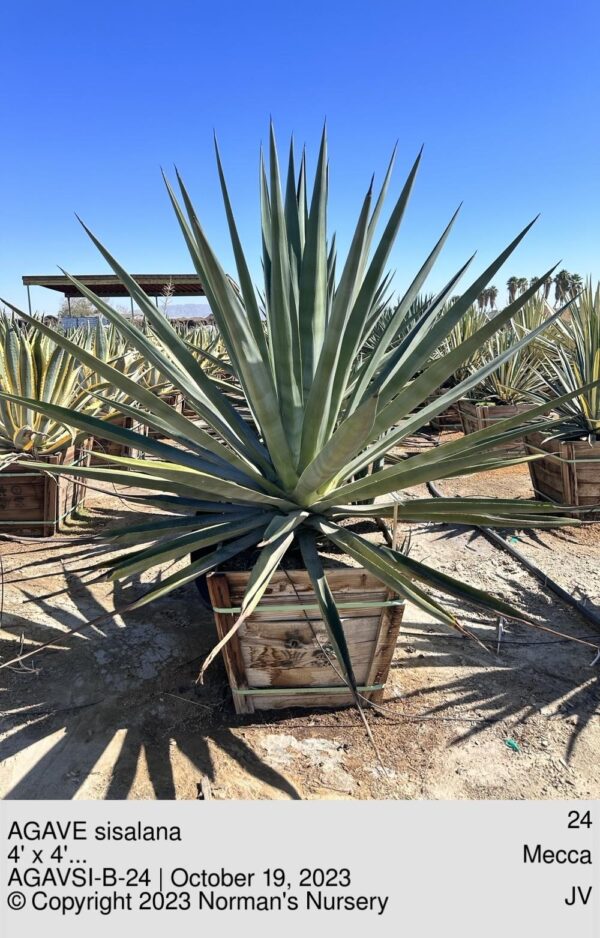 AGAVE sisalana