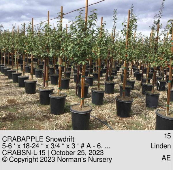 CRABAPPLE Snowdrift