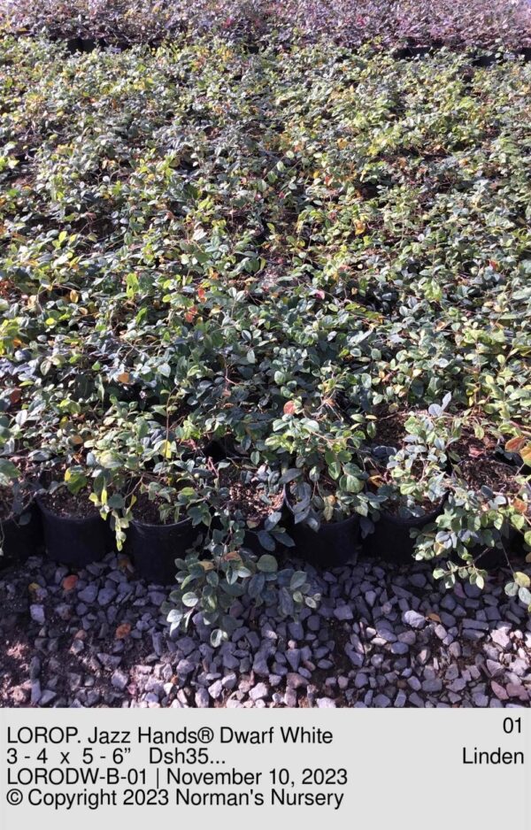 LOROP. Jazz Hands® Dwarf White