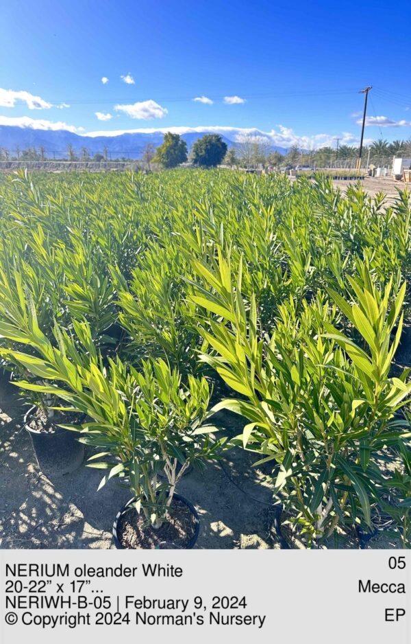 NERIUM oleander White