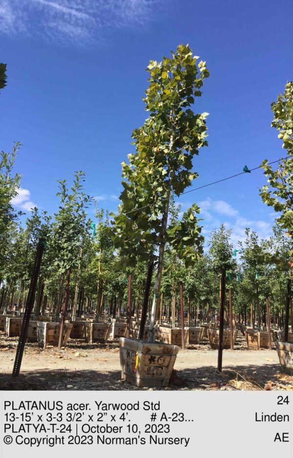 PLATANUS acer. Yarwood Std