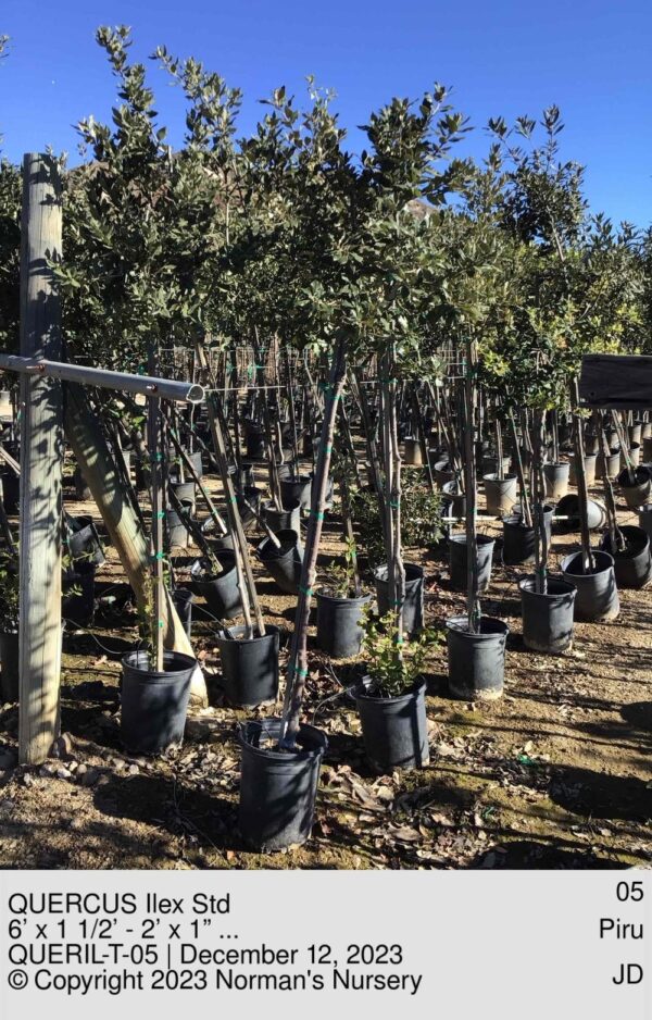 QUERCUS Ilex Std