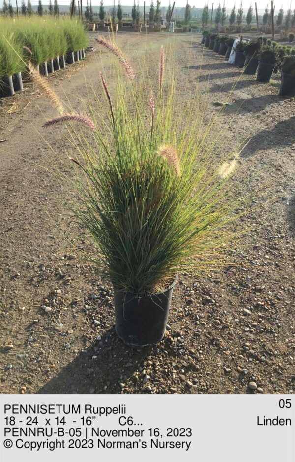 PENNISETUM Ruppelii