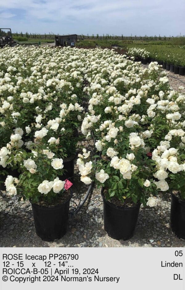 ROSE Icecap PP26790