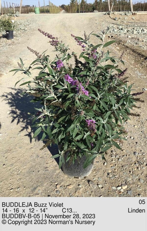BUDDLEJA Buzz Violet
