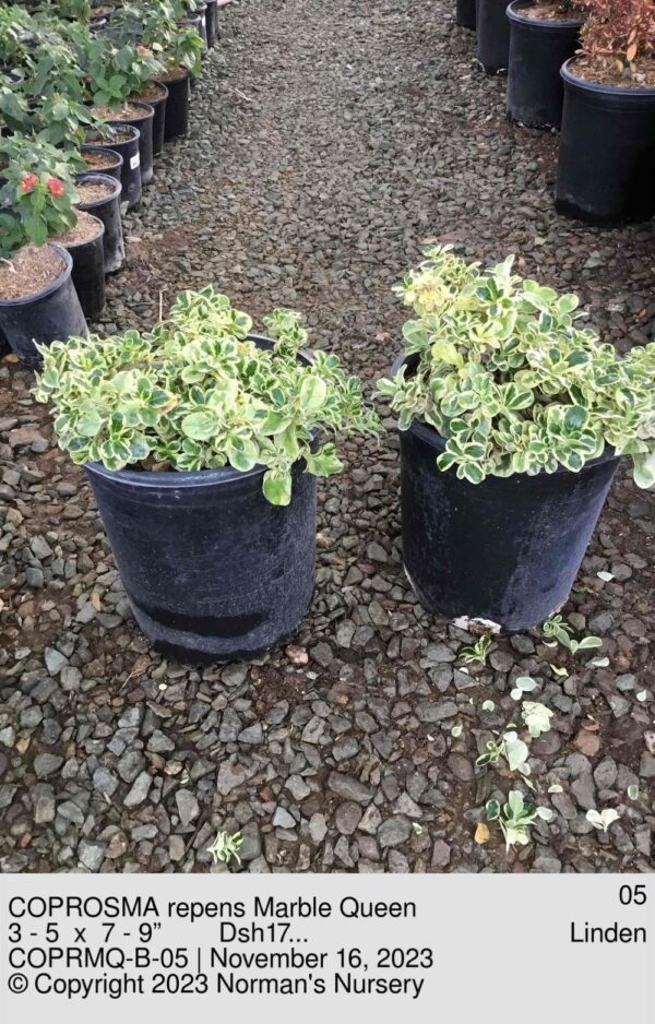 COPROSMA repens Marble Queen