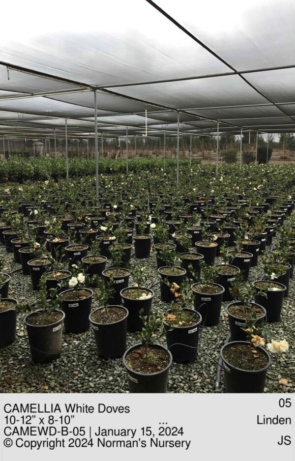 CAMELLIA White Doves