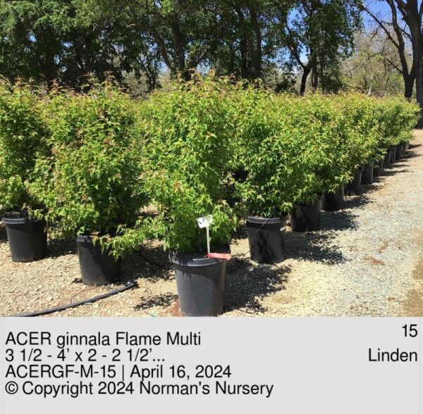 ACER ginnala Flame Multi