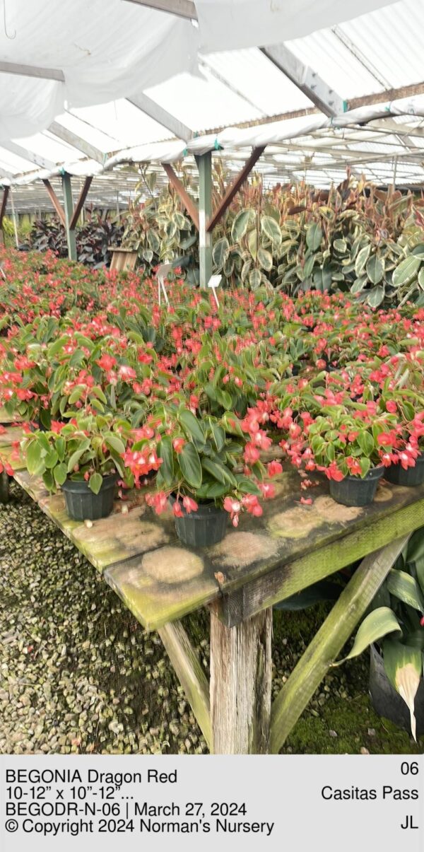 BEGONIA Dragon Red