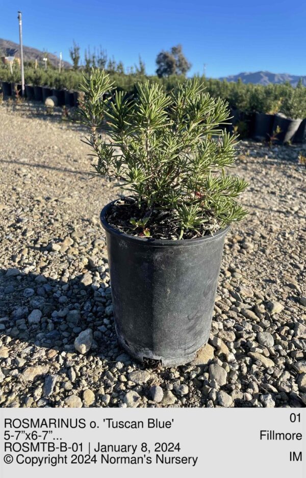 ROSMARINUS o. 'Tuscan Blue'