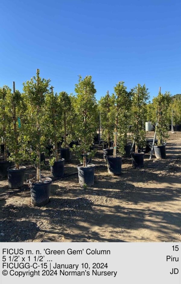 FICUS m. n. 'Green Gem' Column