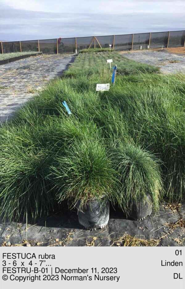 FESTUCA rubra