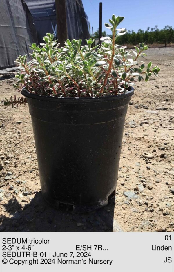 SEDUM tricolor