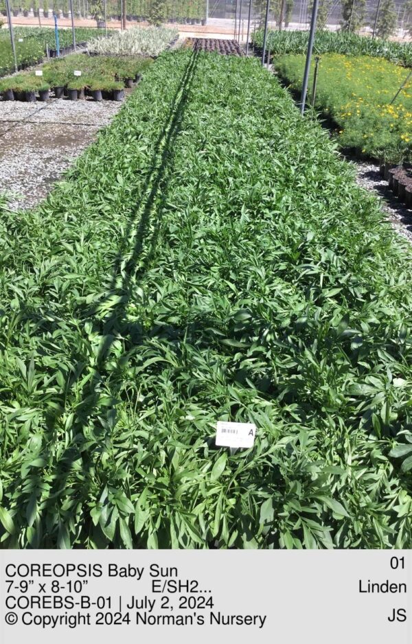 COREOPSIS Baby Sun