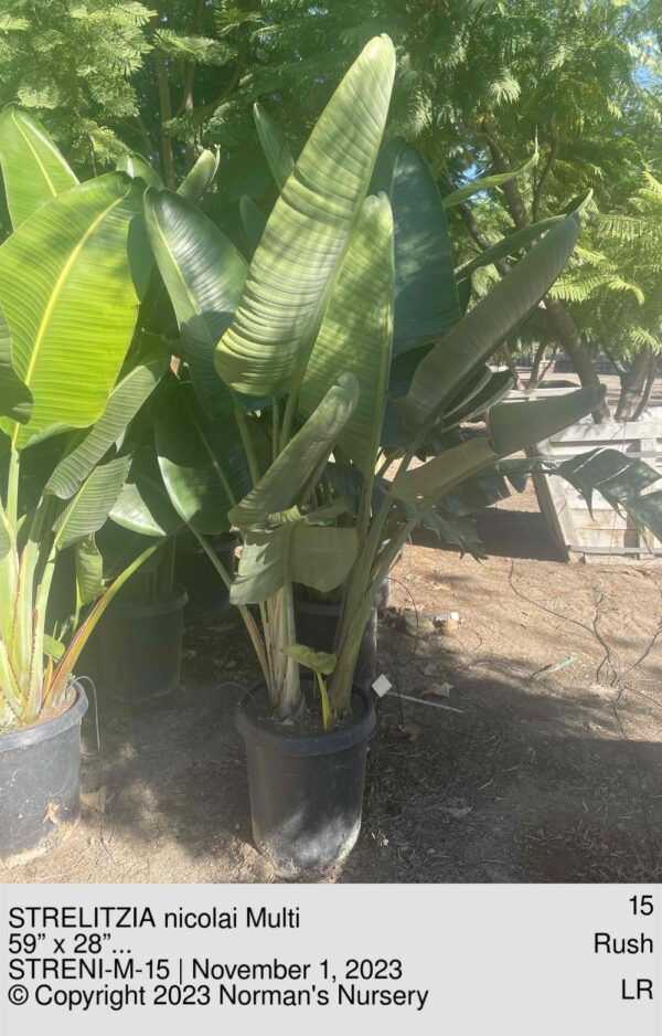 STRELITZIA nicolai Multi