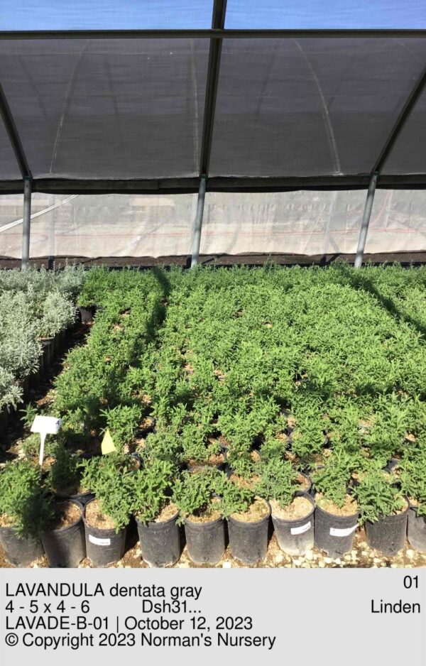 LAVANDULA dentata gray
