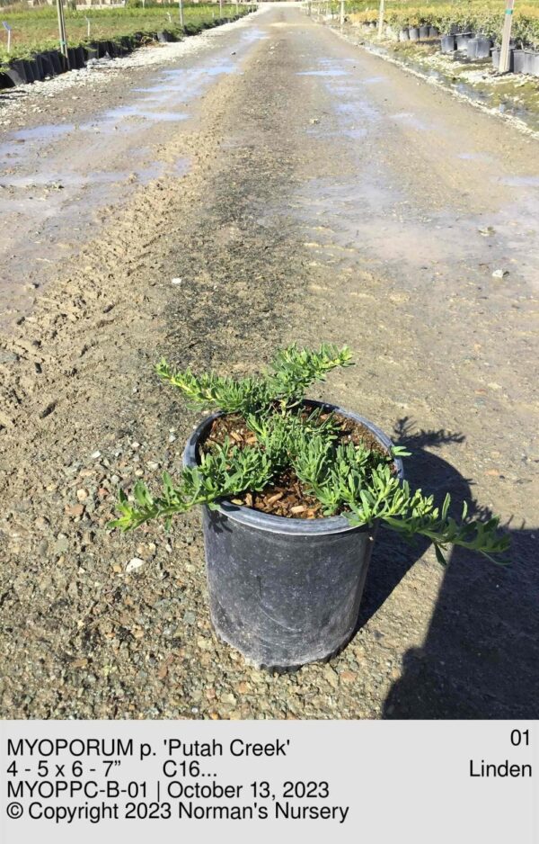 MYOPORUM p. 'Putah Creek'