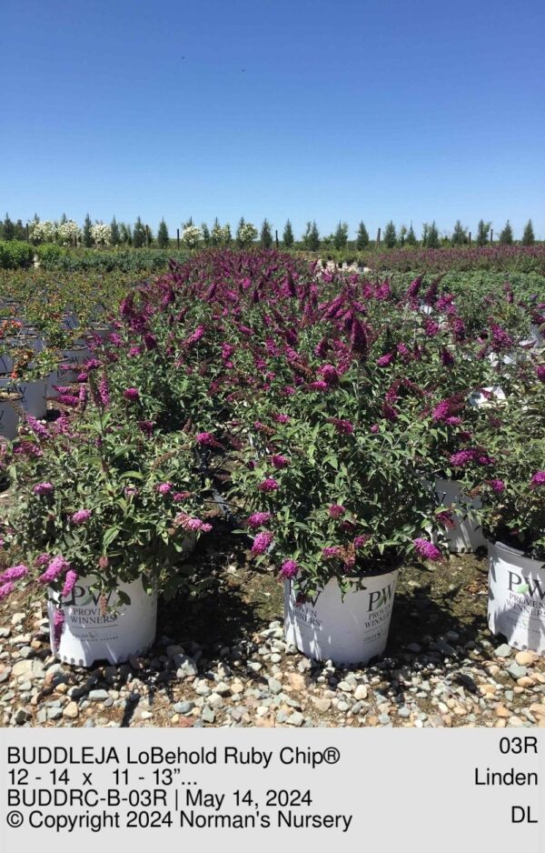 BUDDLEJA LoBehold Ruby Chip®