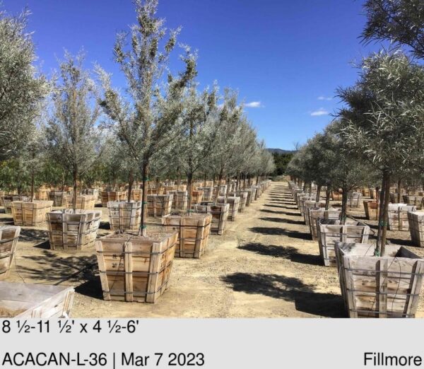 ACACIA aneura L/B