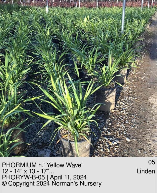 PHORMIUM h.' Yellow Wave'