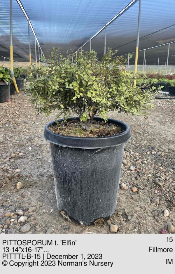 PITTOSPORUM t. 'Elfin'