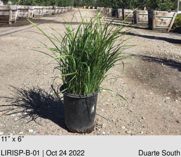 LIRIOPE spicata