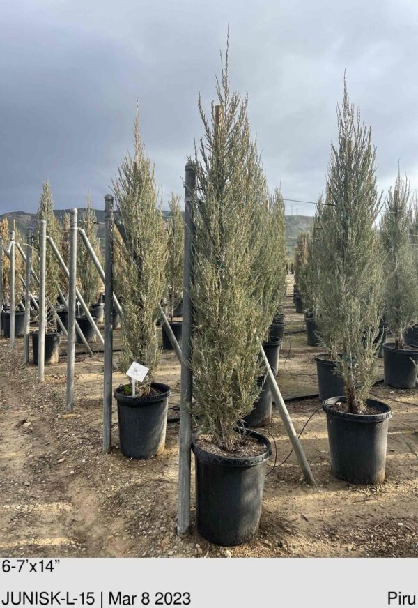 JUNIPERUS scop. 'Skyrocket'