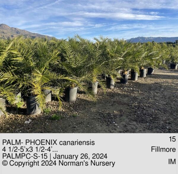 PALM- PHOENIX canariensis
